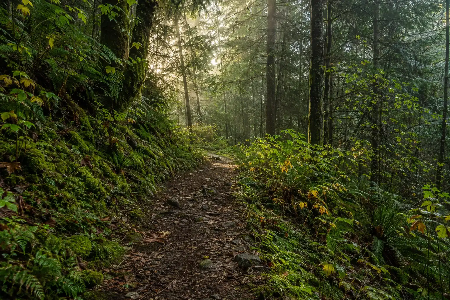 Travelers walking a morning forest trail